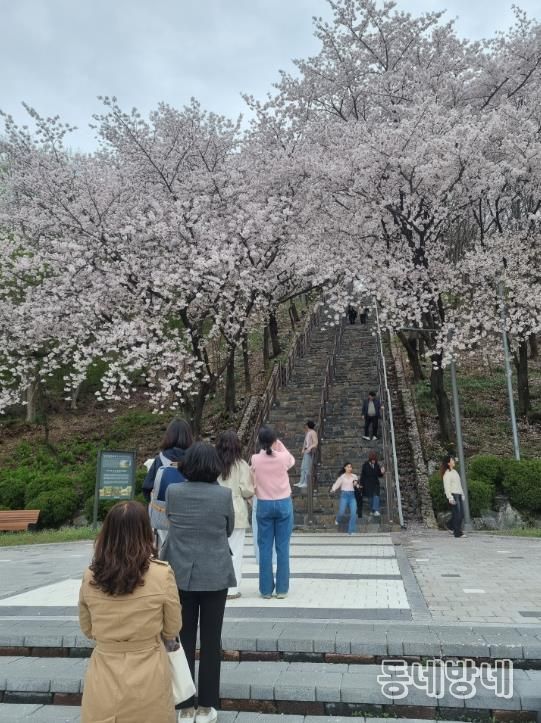 침산공원 벚꽃돌계단에서 추억이 방울방울