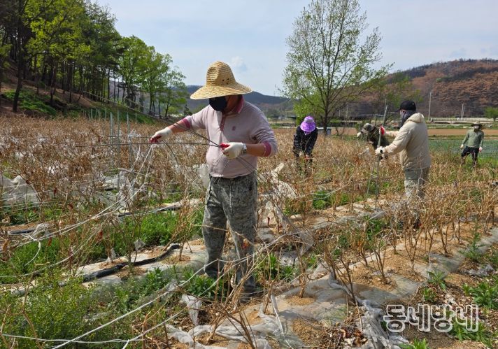 상반기 농촌 일손 돕기 봉사