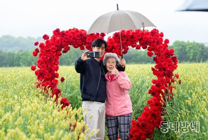 증평 도심 속 초록물결...‘청보리밭 축제’성황리 마무리