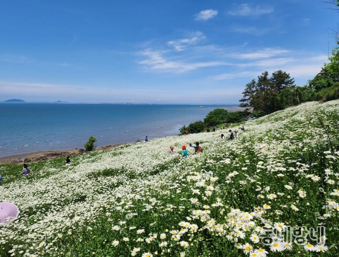 부안 변산마실길 샤스타데이지 만개