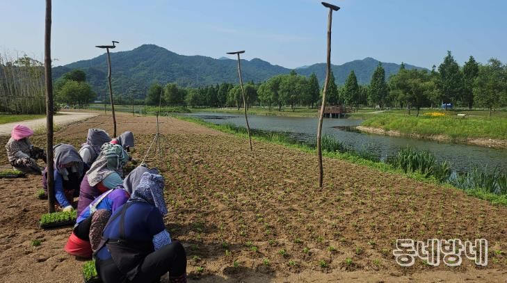 거창창포원 여름꽃 식재