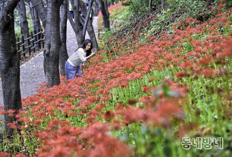 50만여 송이 붉은 꽃무릇, 선암호수공원 가을을 물들이다