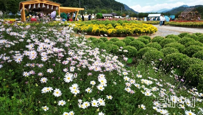가을꽃 물결 속으로...‘2025 인제 가을꽃 축제’ 성황리에 개막