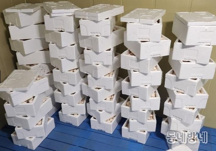 양송이 품질 수확 직후 ‘예냉 관리’
