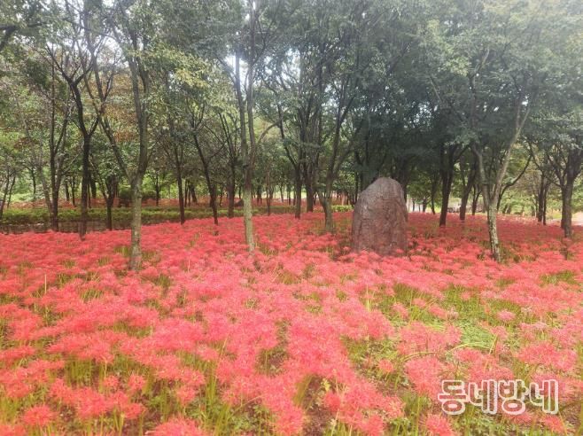 광양시 백운산 자연휴양림, 붉게 물든 꽃무릇 장관