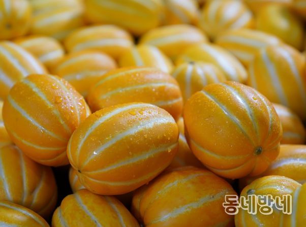 대한민국 참외산업의 중심, 성주군 3년 연속 6천억원 돌파