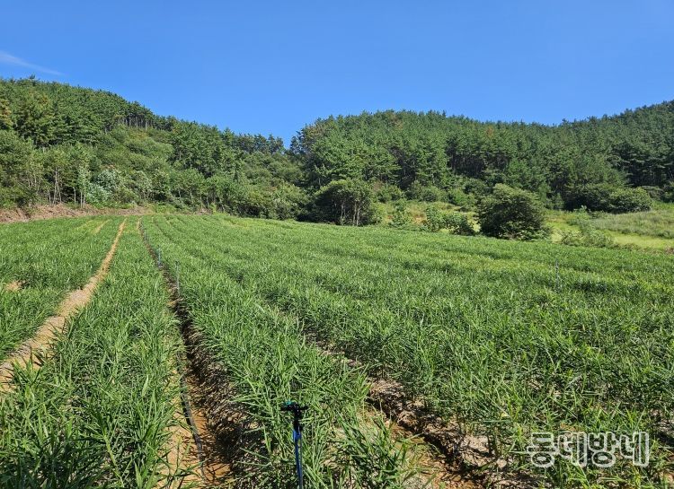 생강 수확기