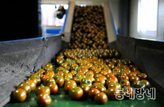 화천군이 지역 농업인을 위해 화천산 농산물 물류비와 직거래 택배비를 지원한다. 사진은 출하 중인 화천산 농산물