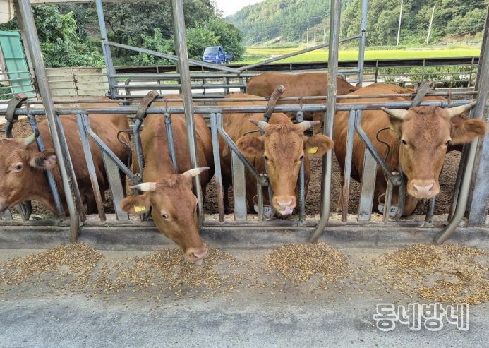 한우