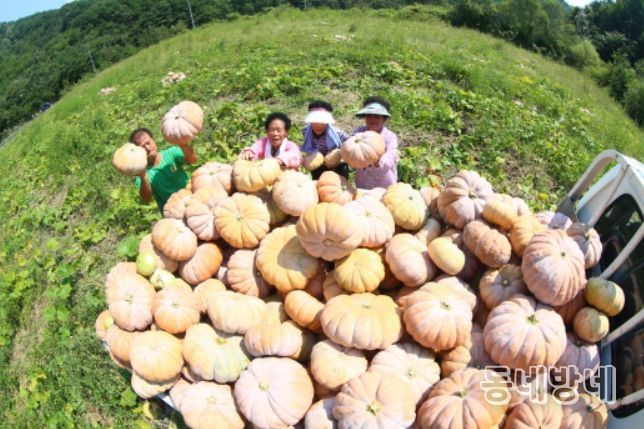 늙은호박 수확