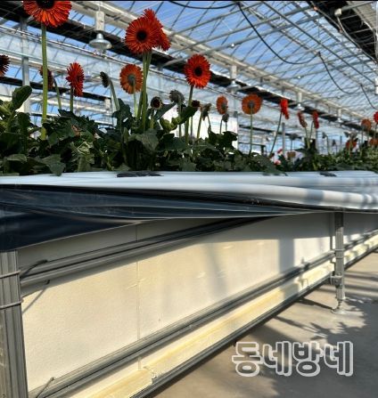거베라 스마트팜 수경재배 베드규격(35cm)