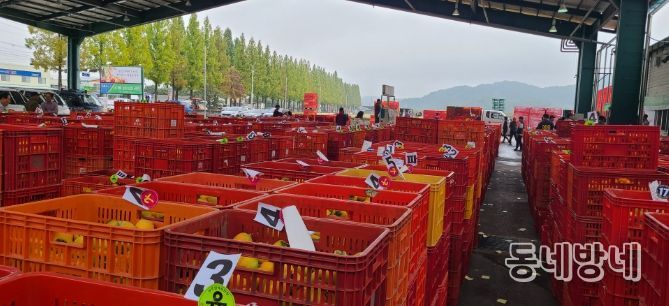 상주 곶감용 떫은감, 온라인 전자경매 시범 도입