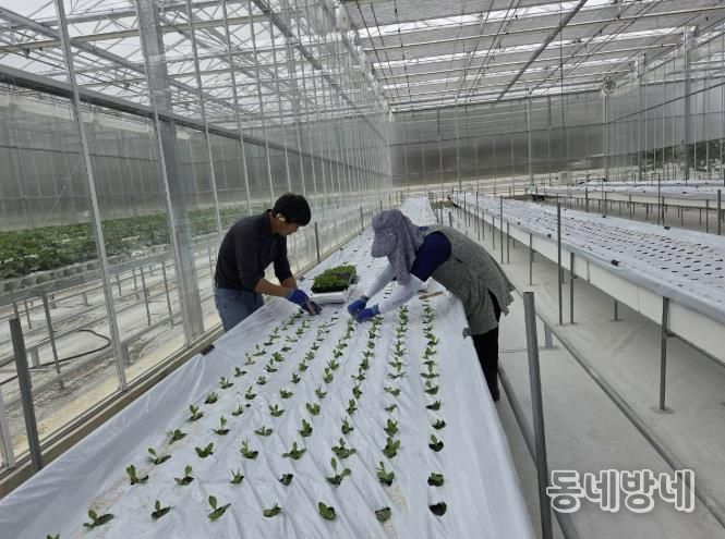 봉화군, 스마트농업 테스트베드 교육장 리시안셔스 양액시험재배