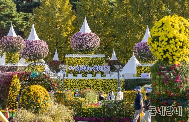 전국을 물들인 익산 천만송이 국화축제 대흥행
