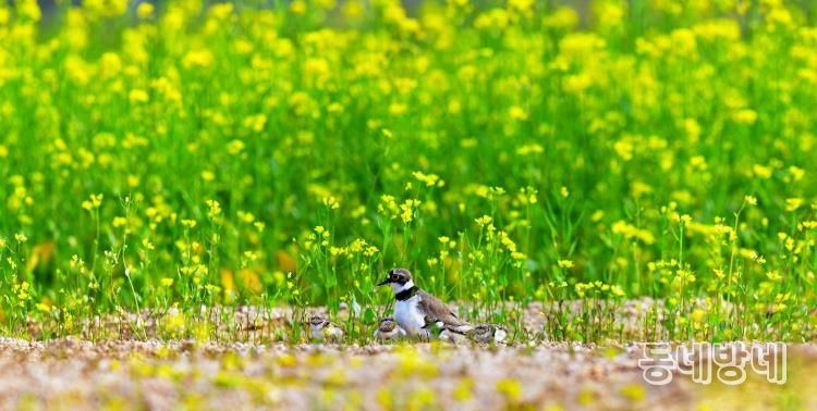 (양양생태사진연구회) 꼬마물떼새_선종용