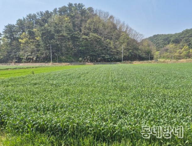 울진군, 맥류 종자 적기 파종 지도