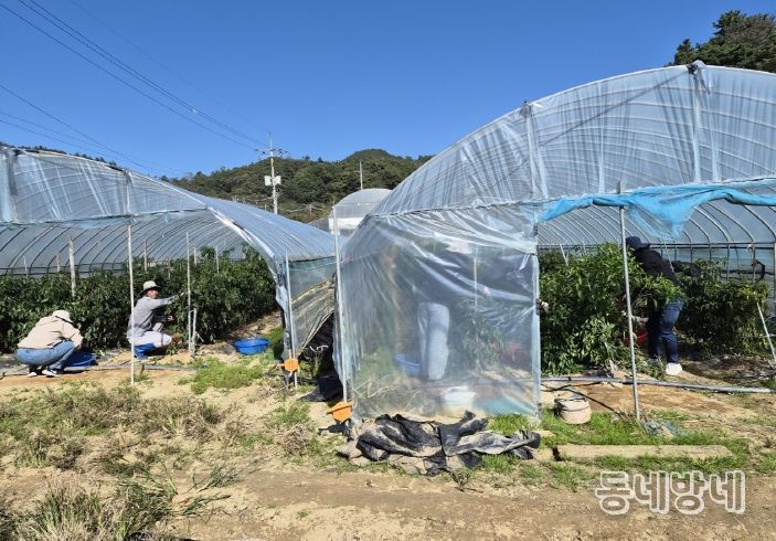 금산군청 가족정책과 가을철 농촌일손돕기 모습