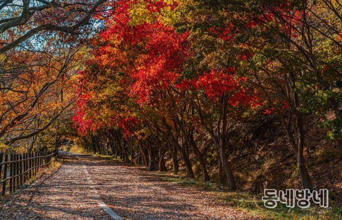 울긋불긋 단풍·은빛 억새…빛고을의 가을 파노라마