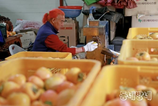 괴산군의 한 농가에서 곶감을 만들기 위해 작업하고 있다