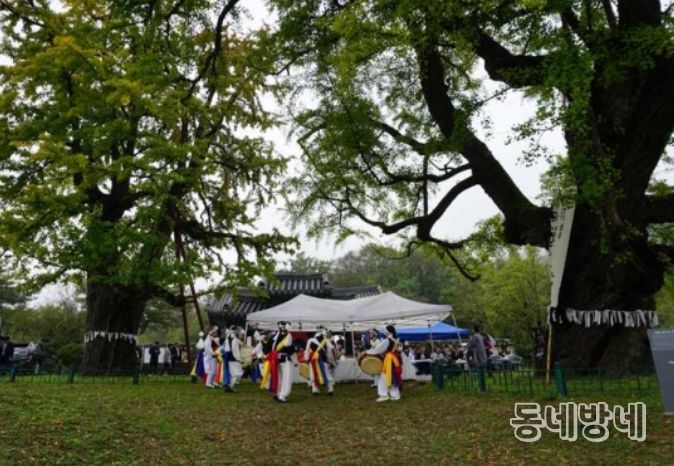 당산나무 할아버지 활동 모습 ‘세종 임난수 은행나무’ 당산제