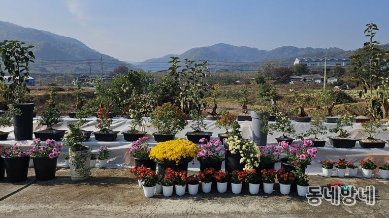 충주시 관산마을 국화전시회 개최(진열된 국화 사진)