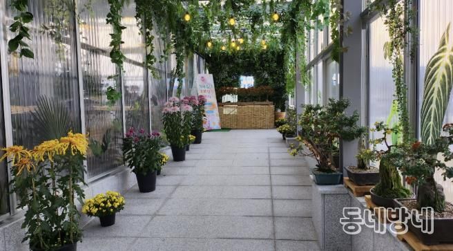 홍성군, 치유쉼터 ‘국화향기 전시 ’ 운영