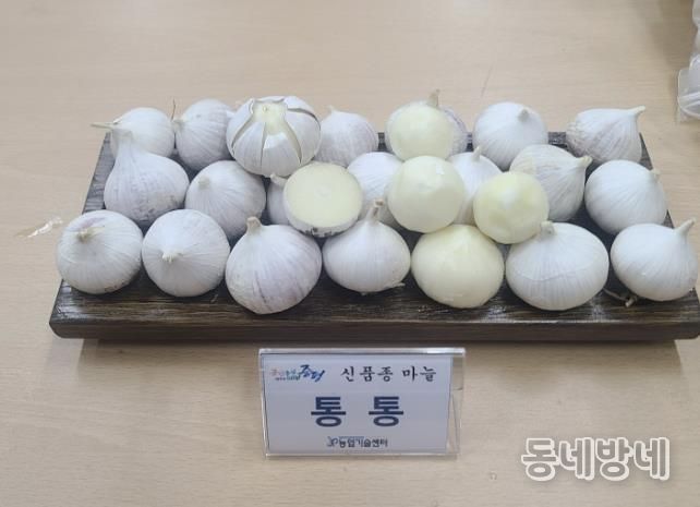 증평군, 신품종 마늘 '통통' 보급…농가 소득작목 육성 박차