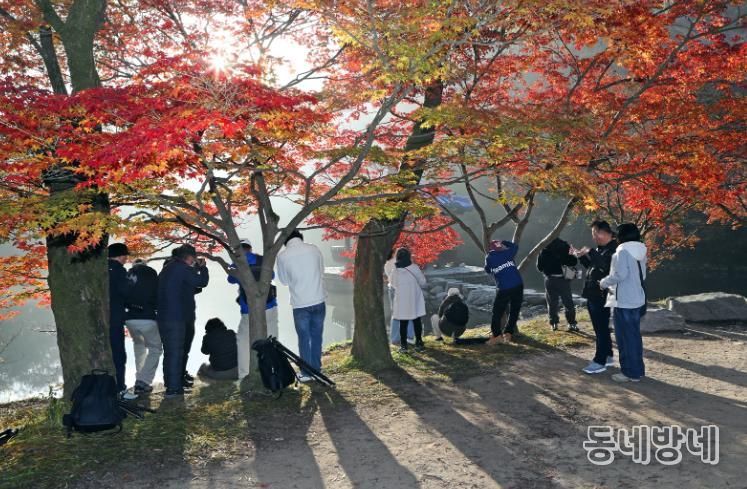 가을 명소 정읍 내장산, 고운 단풍 빛깔 뽐내…“다음 주 절정 예상”