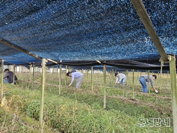 금산군청 맑은물관리과 가을철 농촌일손돕기 모습