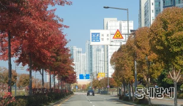 - 세종시, 가로수 종합계획 수립·시민 참여로 아름다운 거리 조성