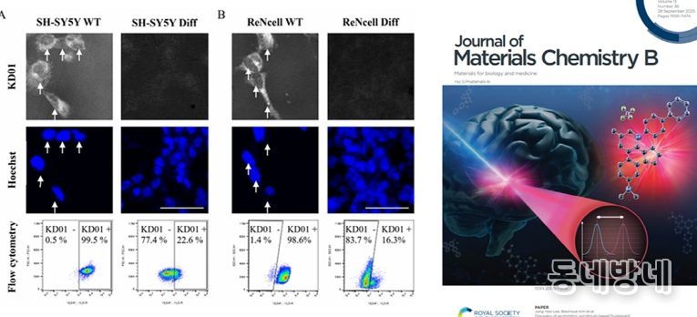 한국뇌硏·덕성여대와 신경줄기세포 탐지 형광 프로브 개발