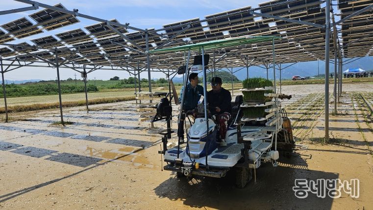 영암군 영농형 태양광 실증 논 벼이양작업