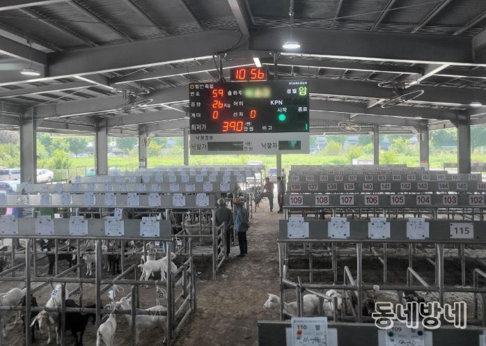 염소경매시장