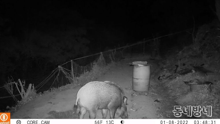 옹진군, 「멧돼지 등 포획을 위한 유해야생동물 피해방지단」파견