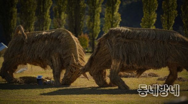 짚 황소 머리를 맞대고 싸우는 소를 짚을 활용하여 역동적으로 표현(사진제공=아름다운강천 사회적협동조합)