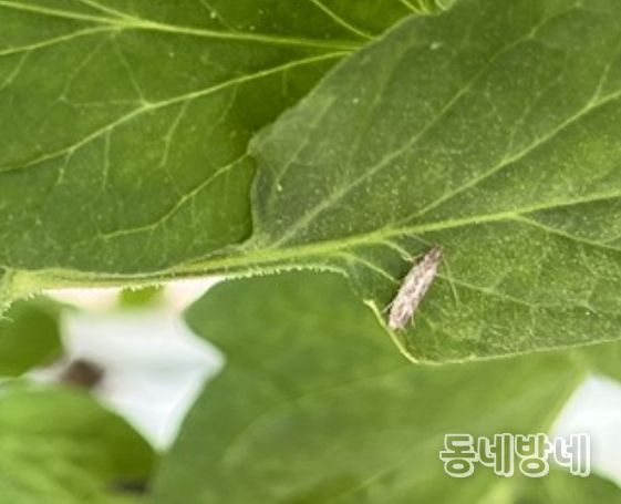 옥천군, 토마토뿔나방 선제적 예찰·방제