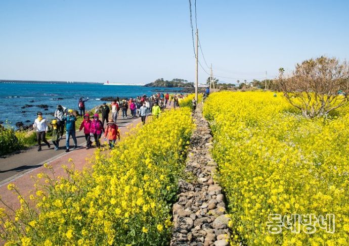 유채꽃 국제걷기대회