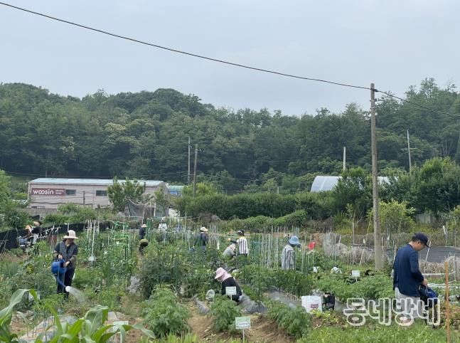 지난해 주말농장 참여자들이 농업 체험을 하고 있다.